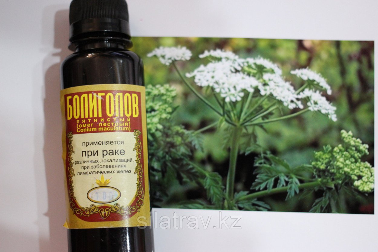 Цикута болиголов