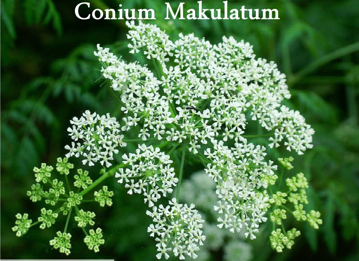 Болиголов Дикая морковь