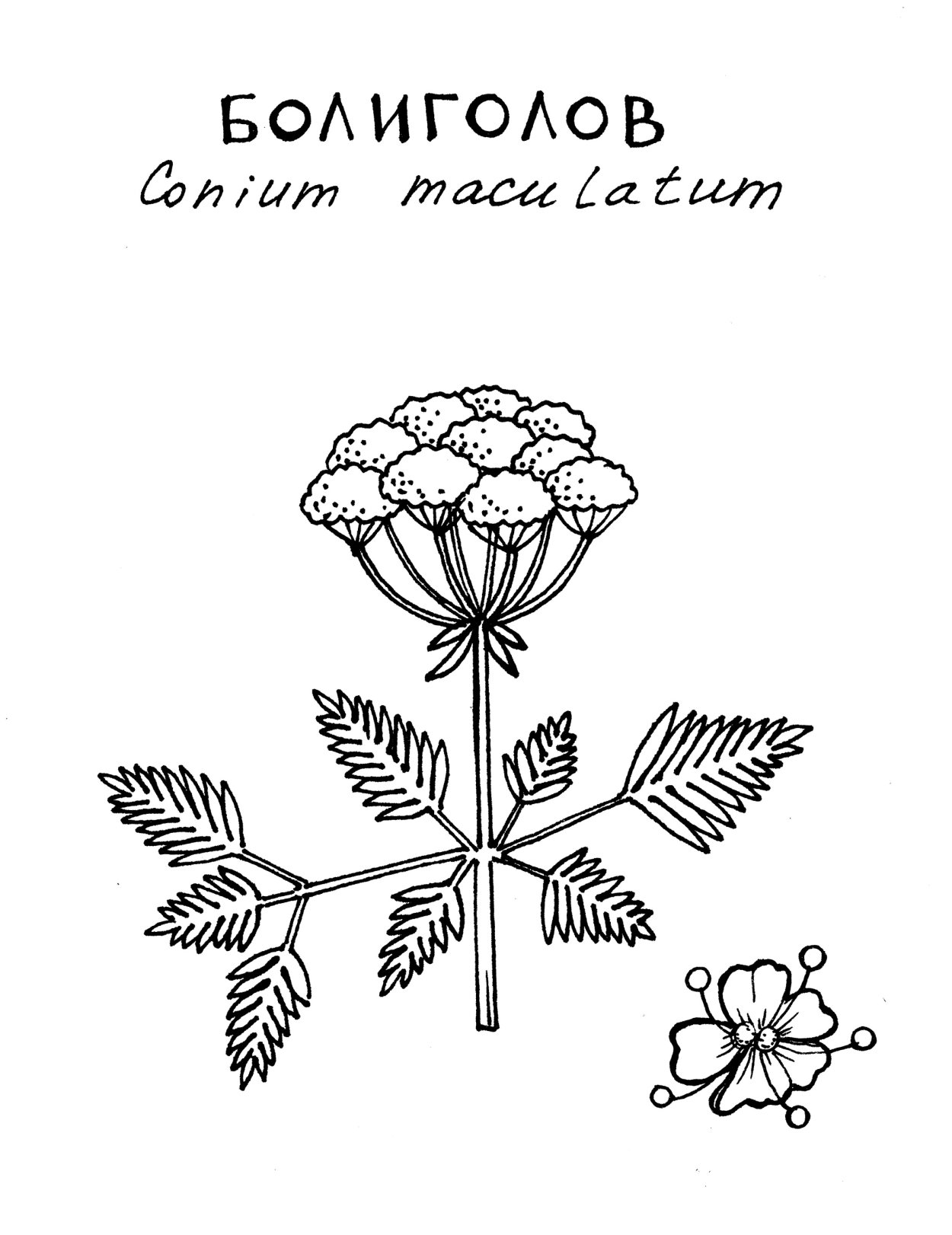 Болиголов лист крапчатый