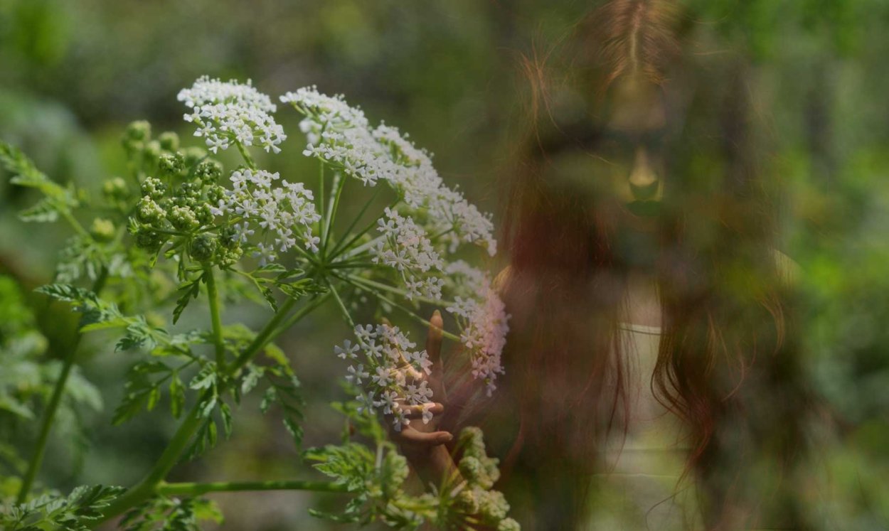 Болиголов пятнистый ядовитое