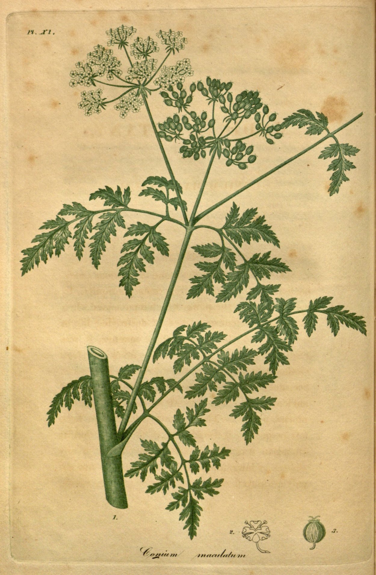 Сныть обыкновенная ботаника