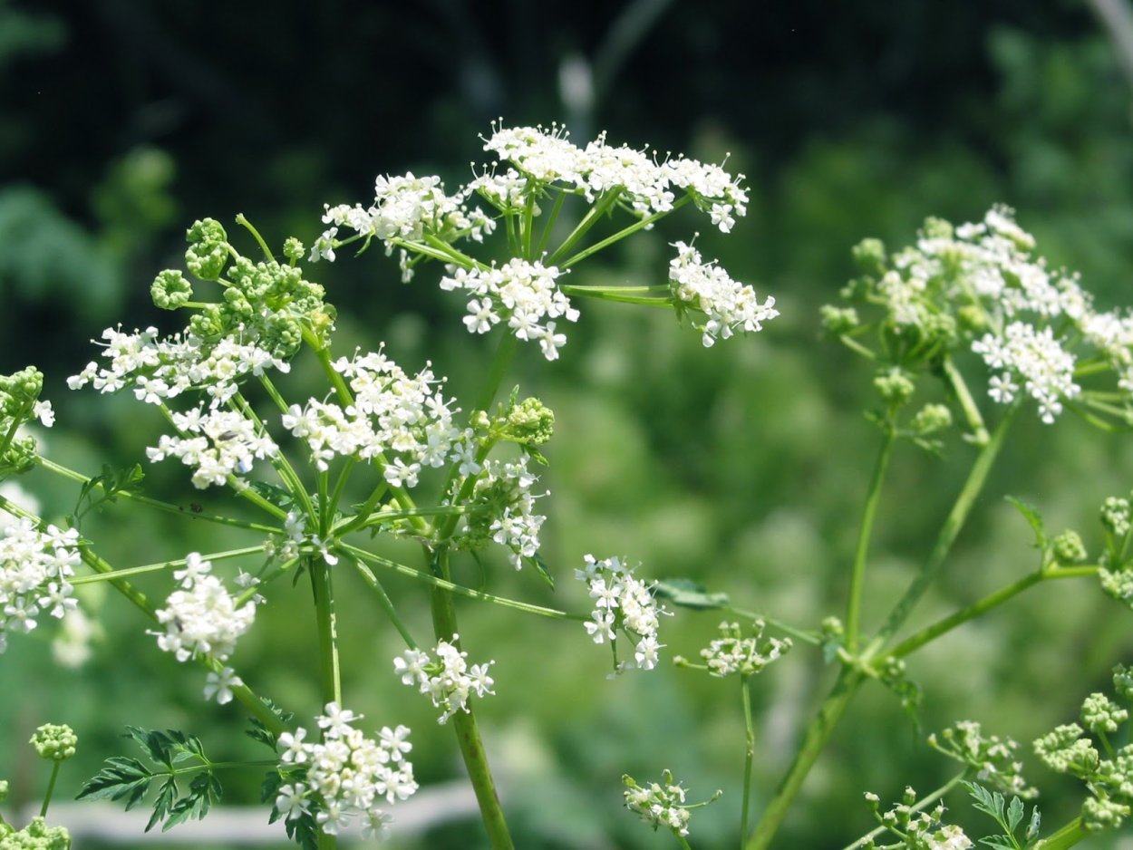 Болиголов Хемлок