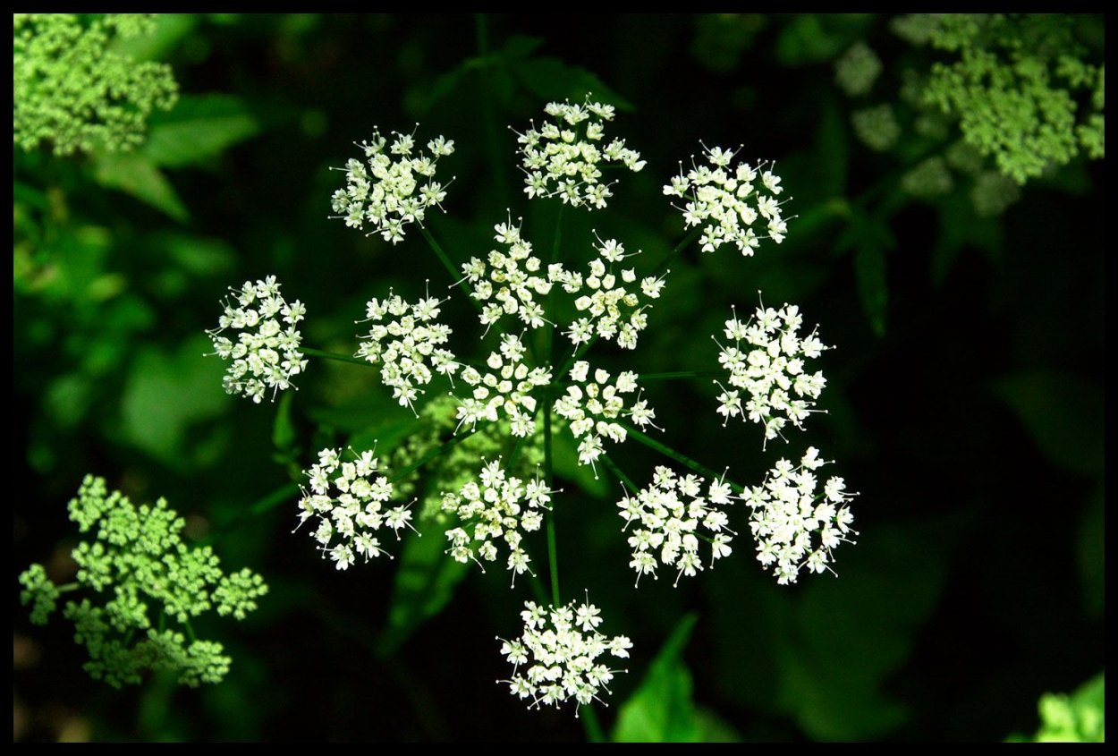 Болиголов крапчатый ядовитый