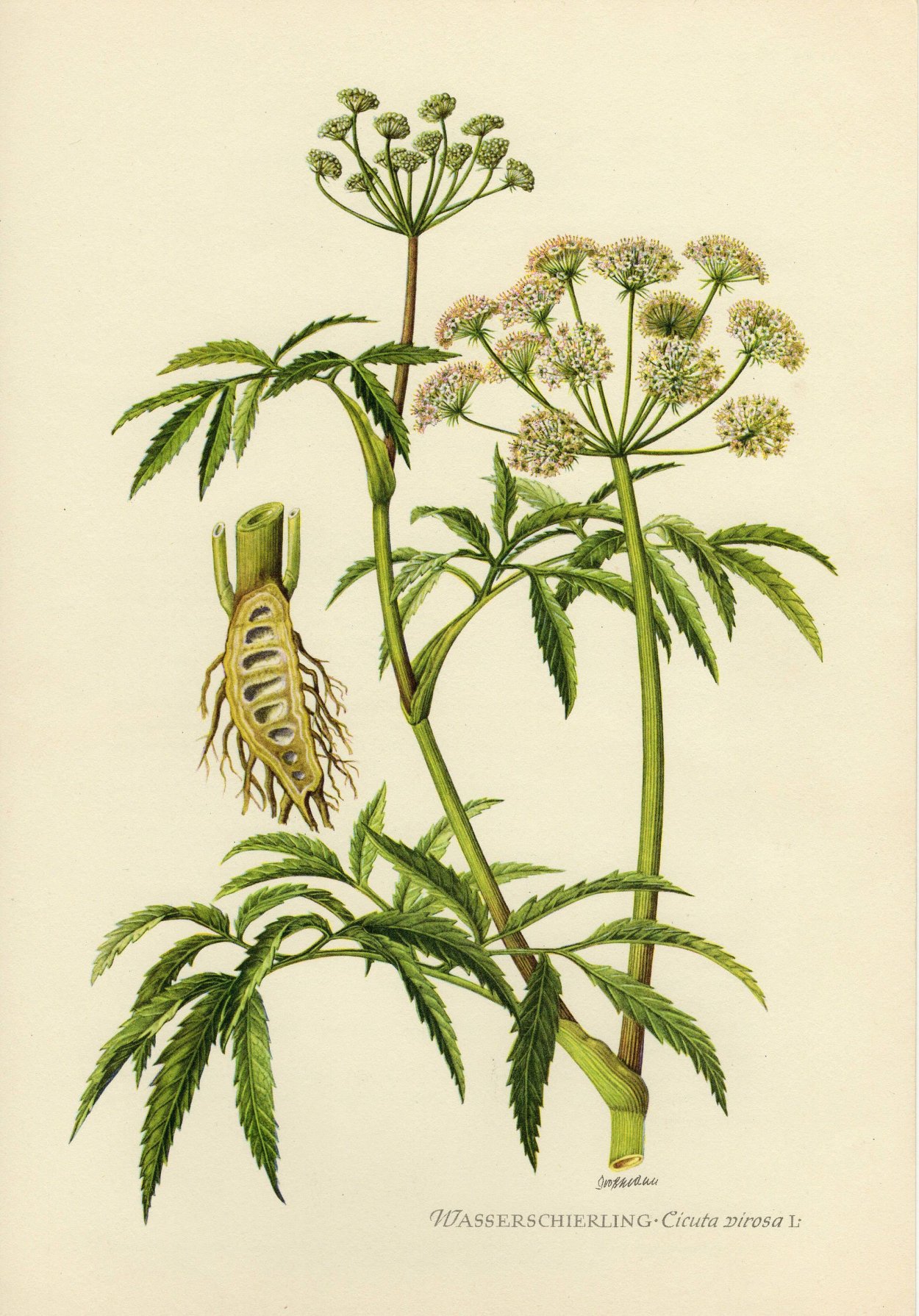 Болиголов пятнистый на прозрачном фоне