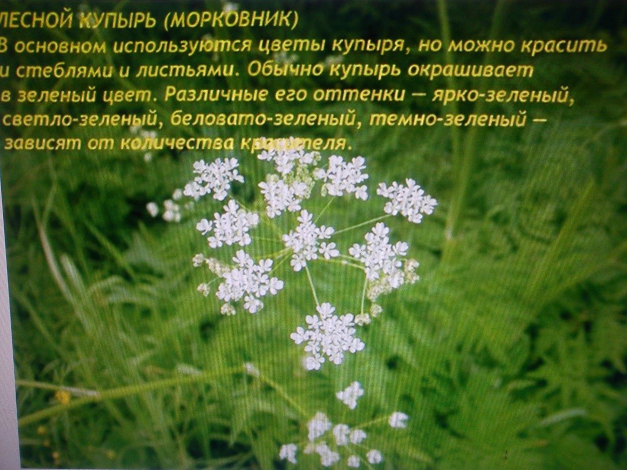 Купырь растение съедобная