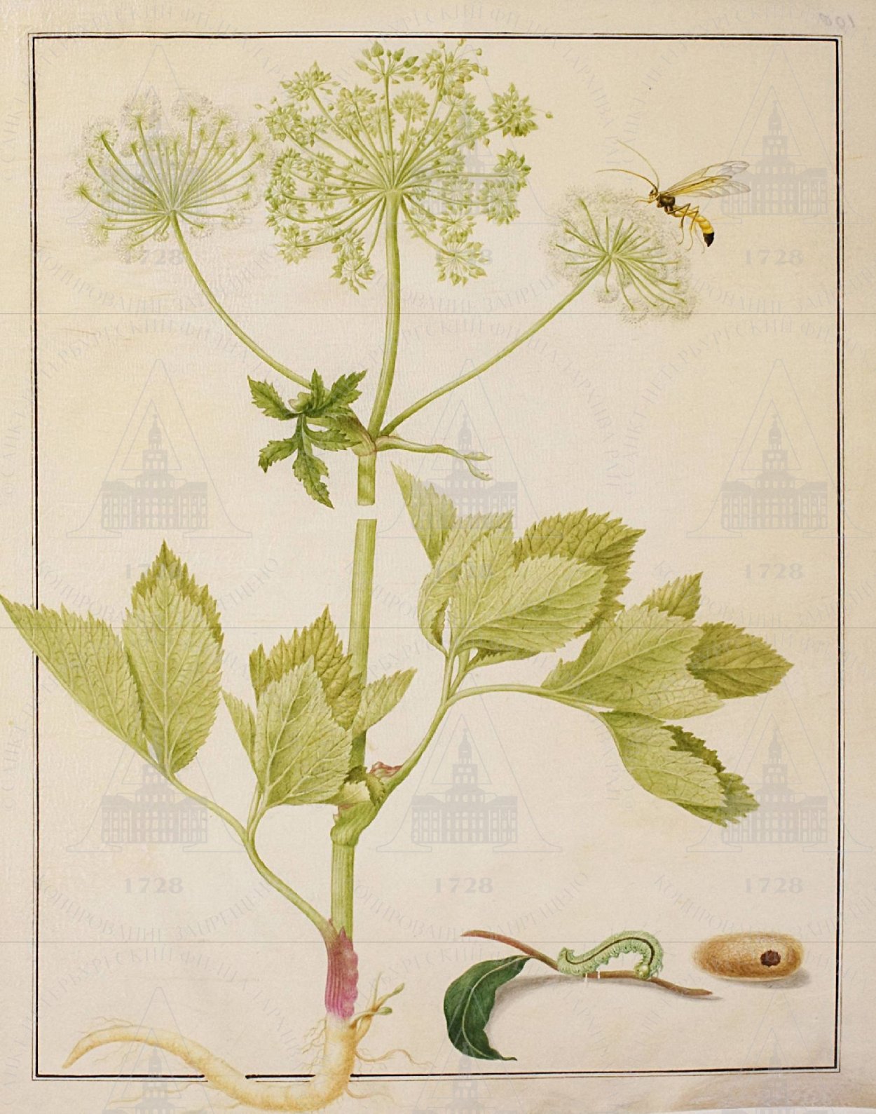 Вех ядовитый цикута