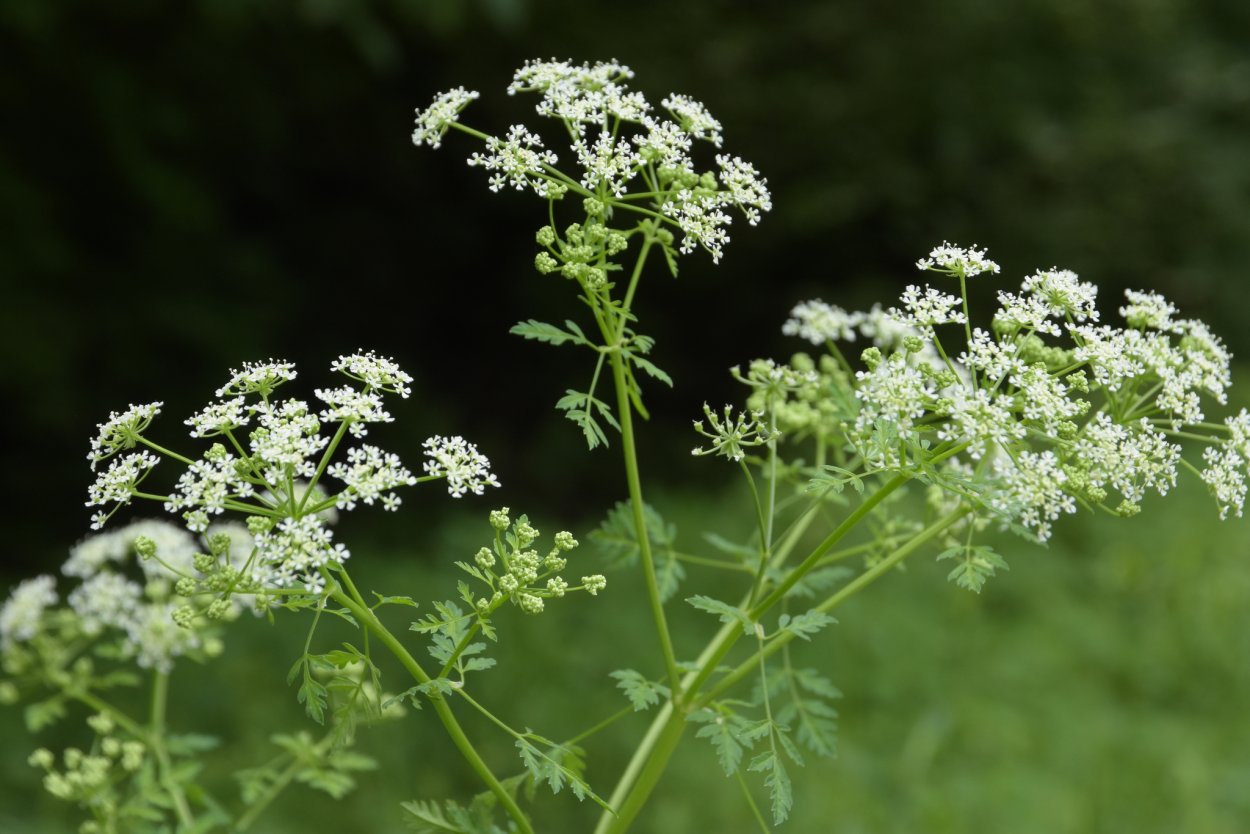 Болиголов пятнистый цикута