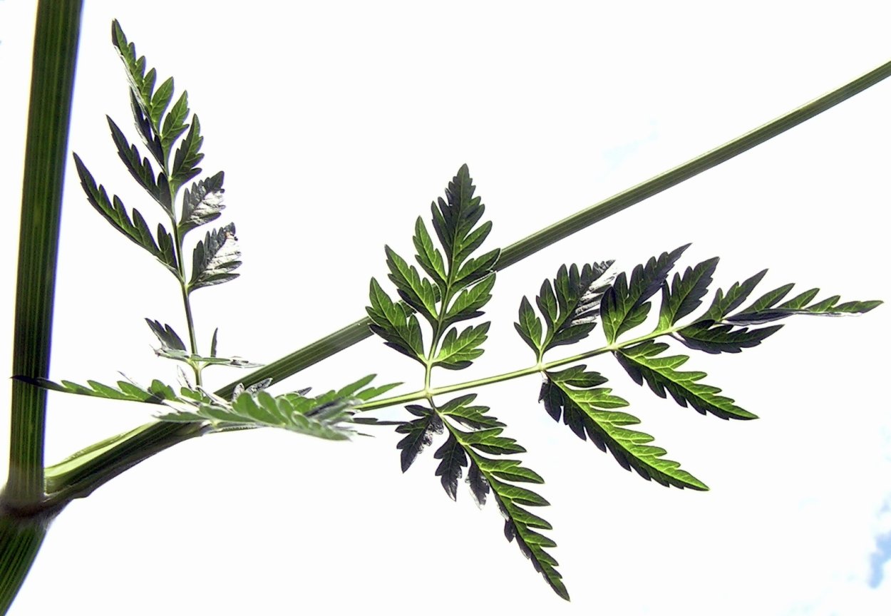 Болиголов пятнистый цикута