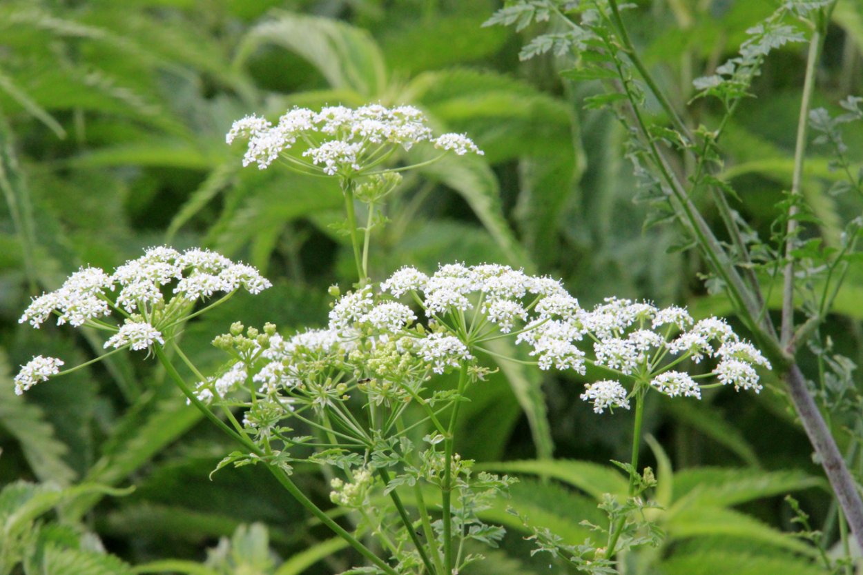 Болиголов Хемлок