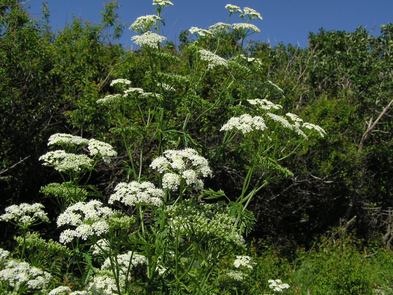 Болиголов пятнистый