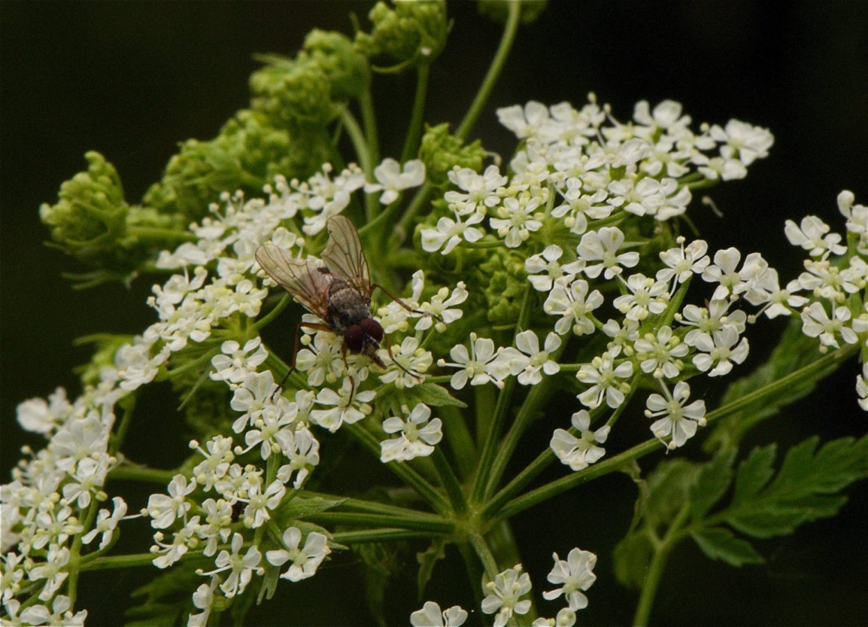 Сныть обыкновенная лист