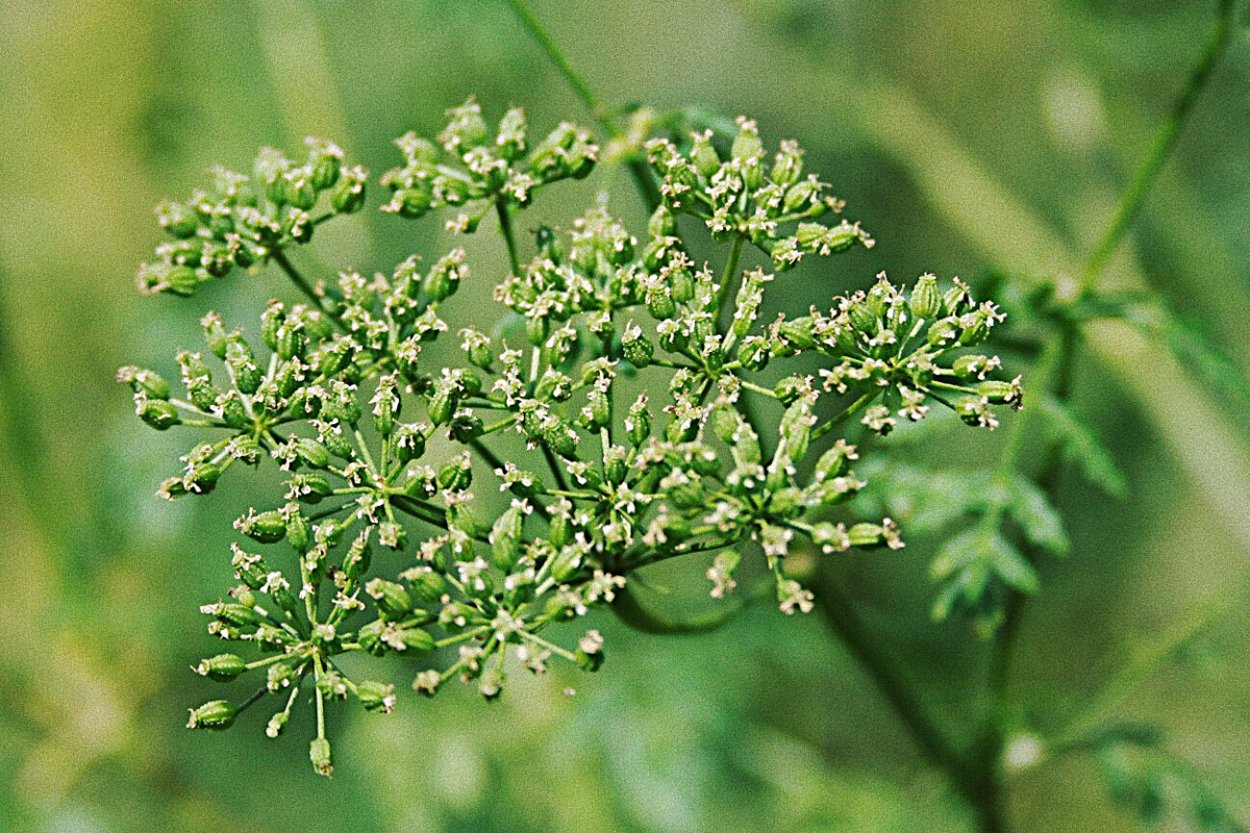 Болиголов крапчатый ядовитый