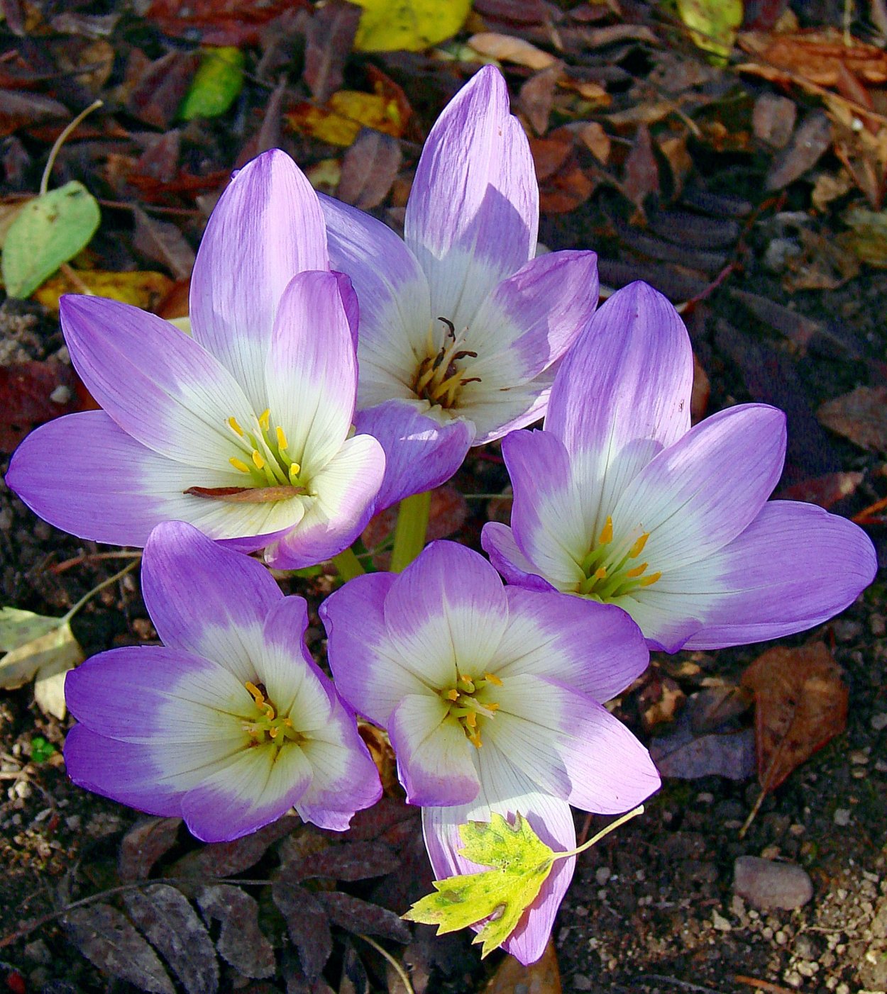 Крокус осенний безвременник
