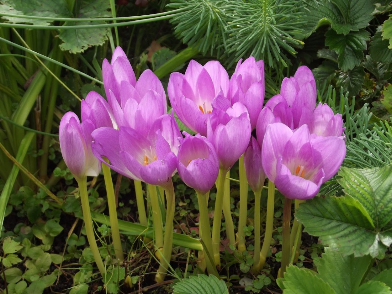 Безвременник великолепный растение Краснодарского края