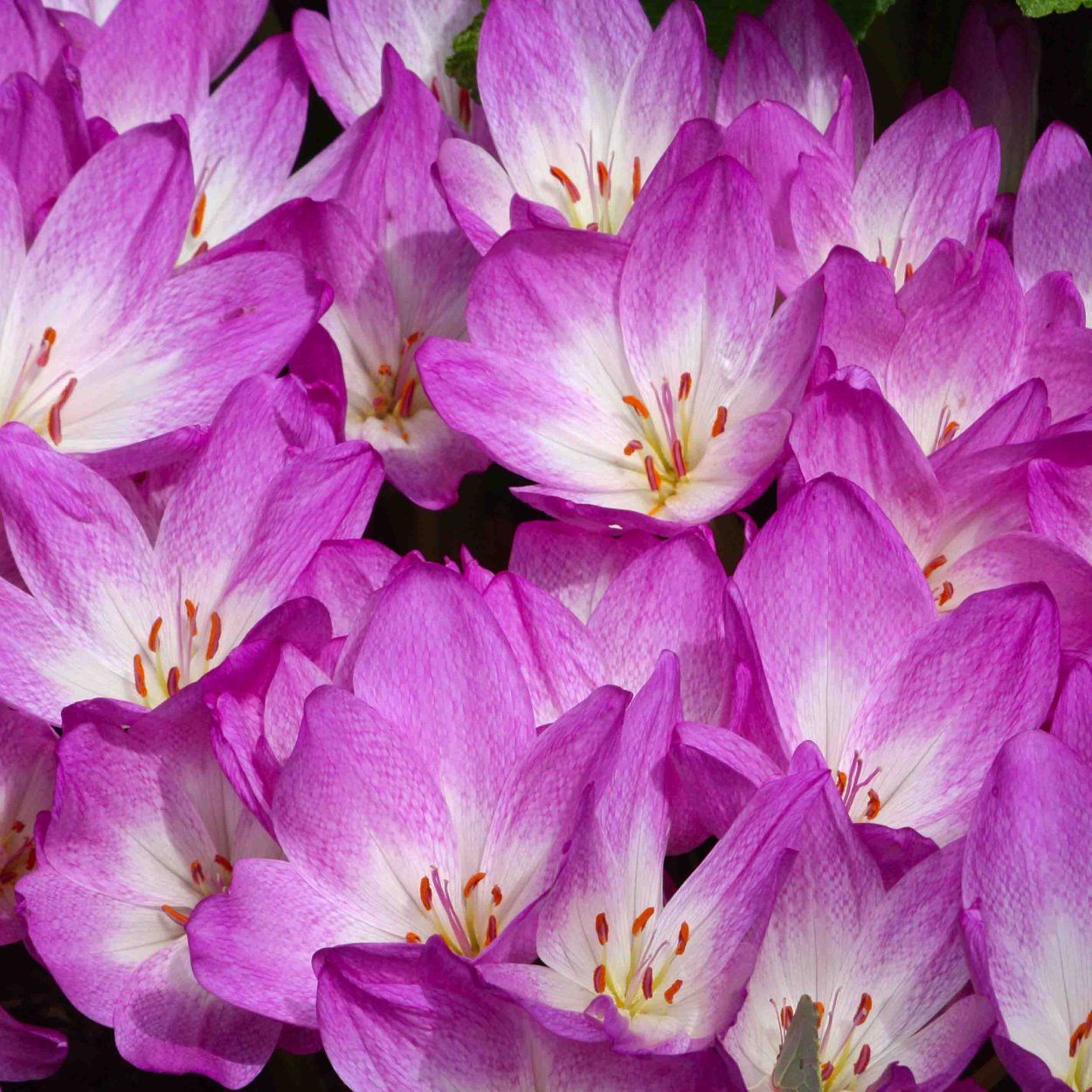 Безвременник сиреневый