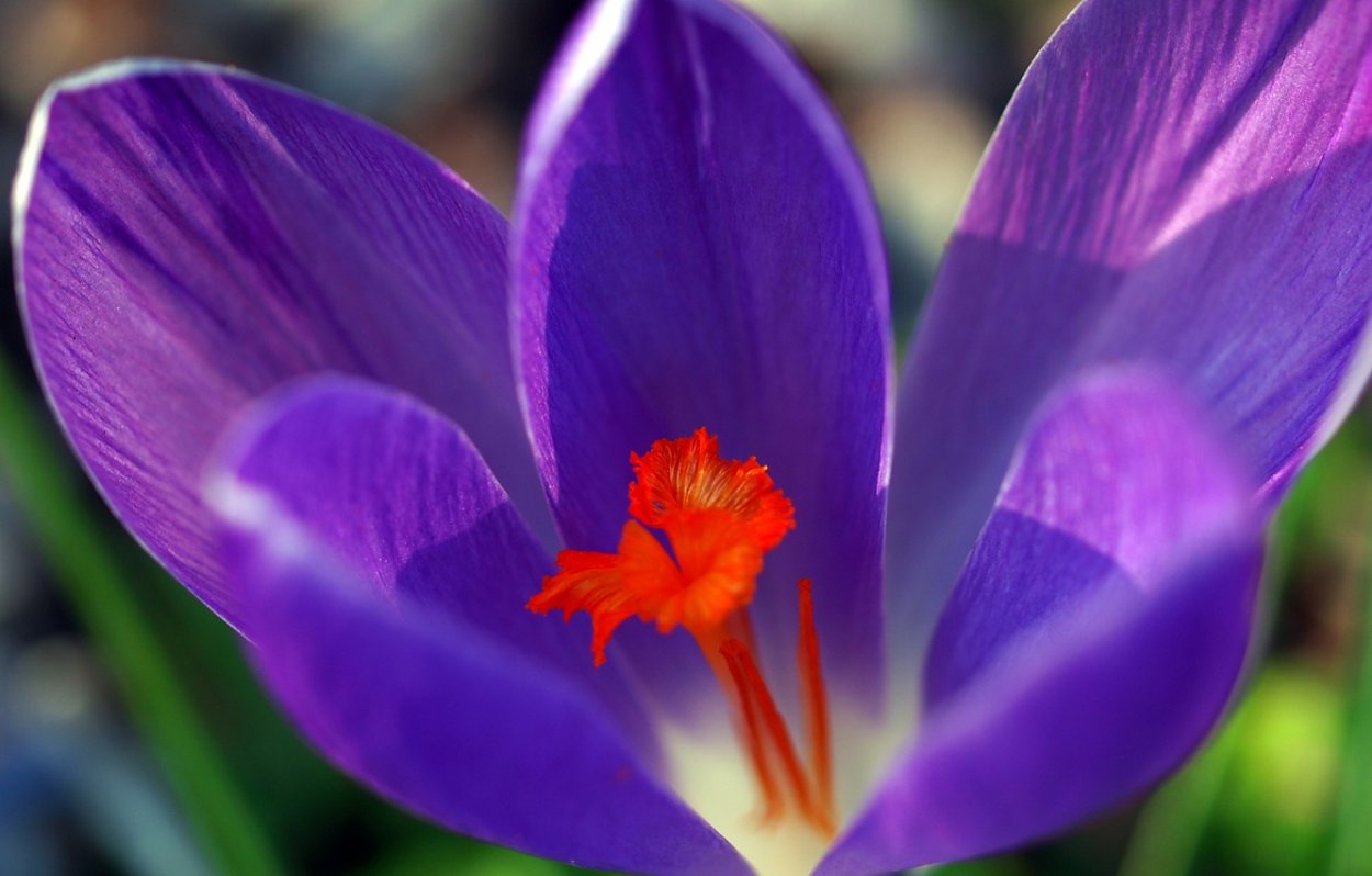 Крокус строение цветка