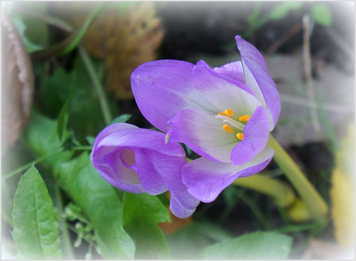 Безвременник осенний в вазе