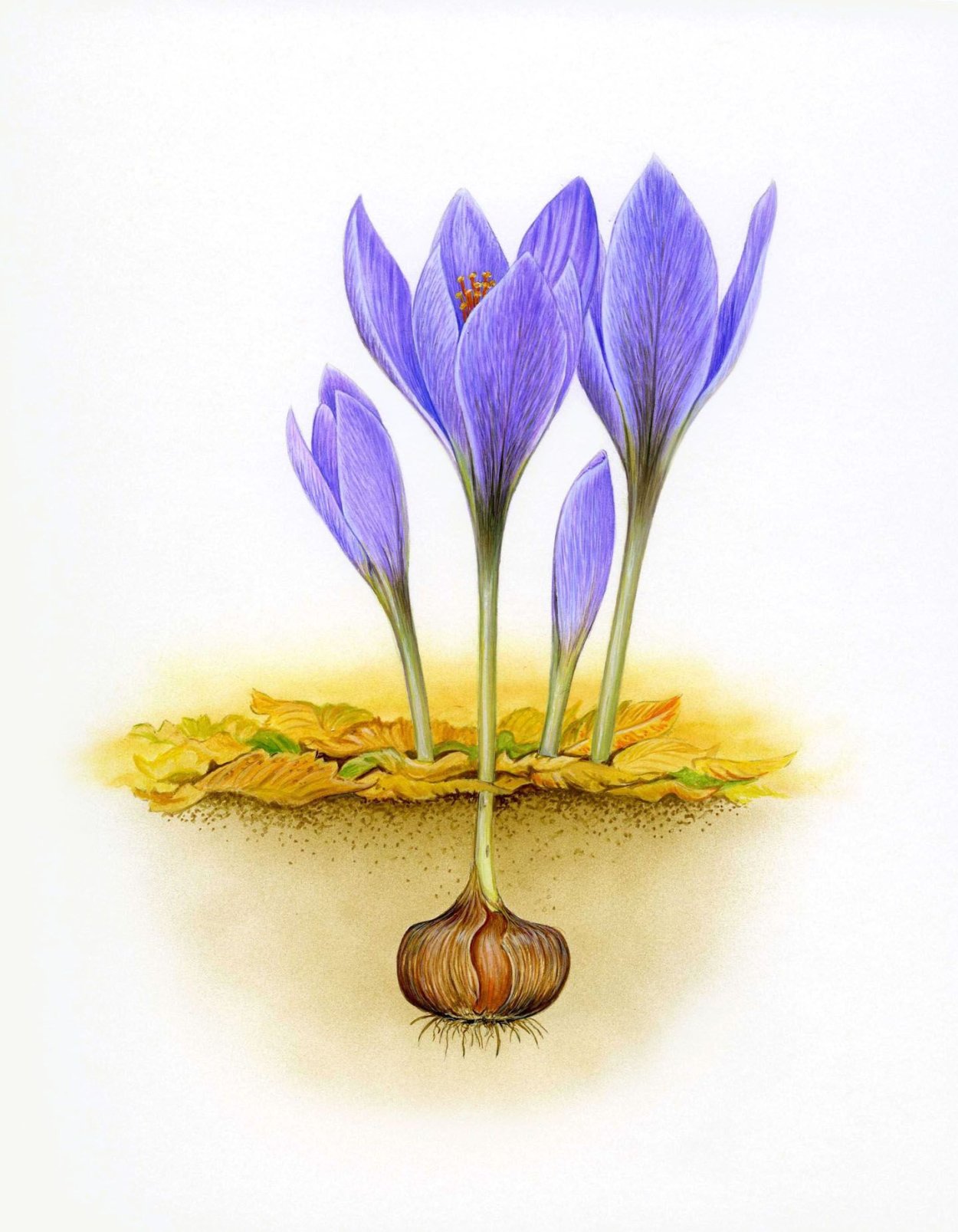 Безвременник Ботаническая иллюстрация