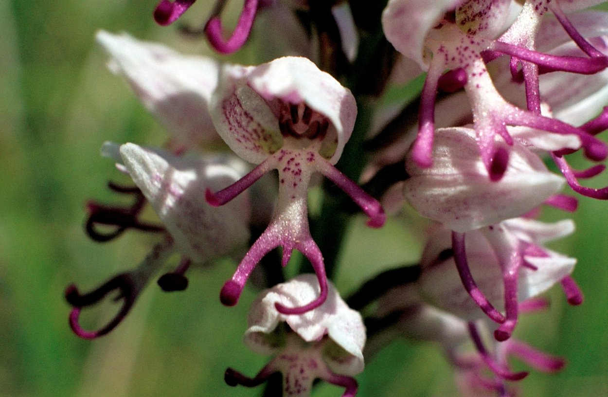 Ятрышник Обезьяний (Orchis Simia).