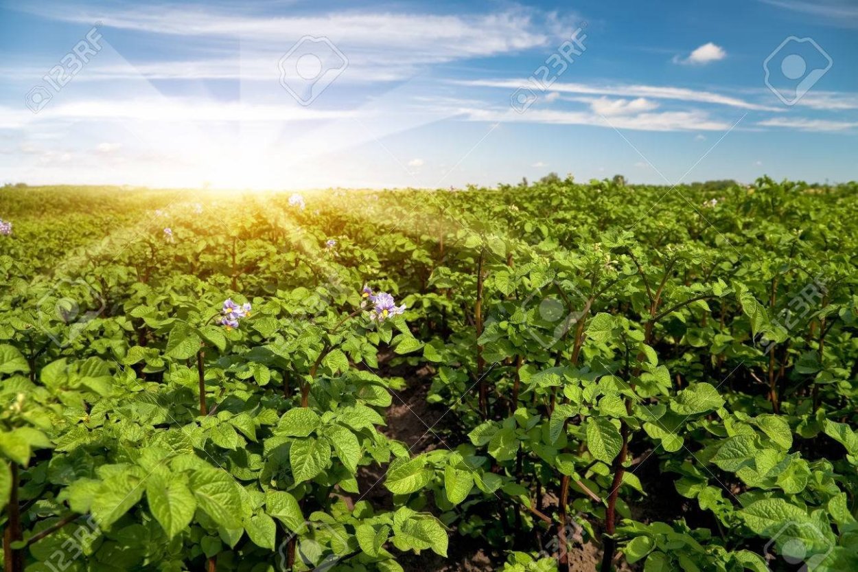 Фон картофельное поле