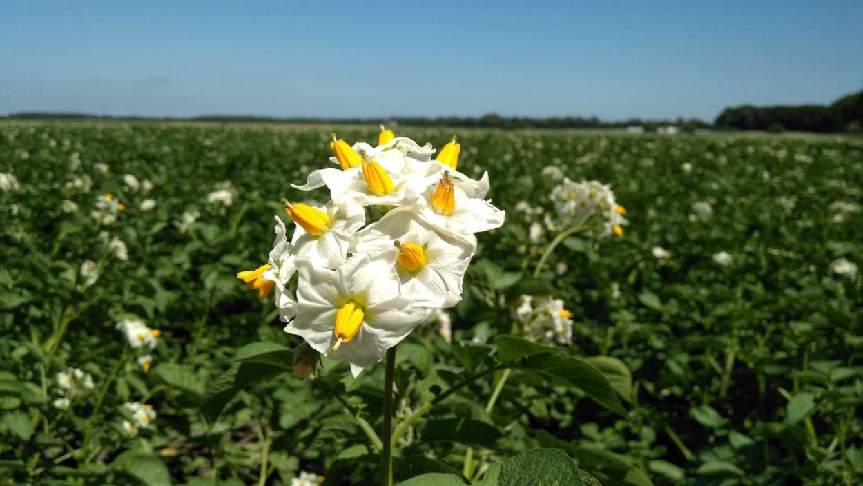 Норика картофель