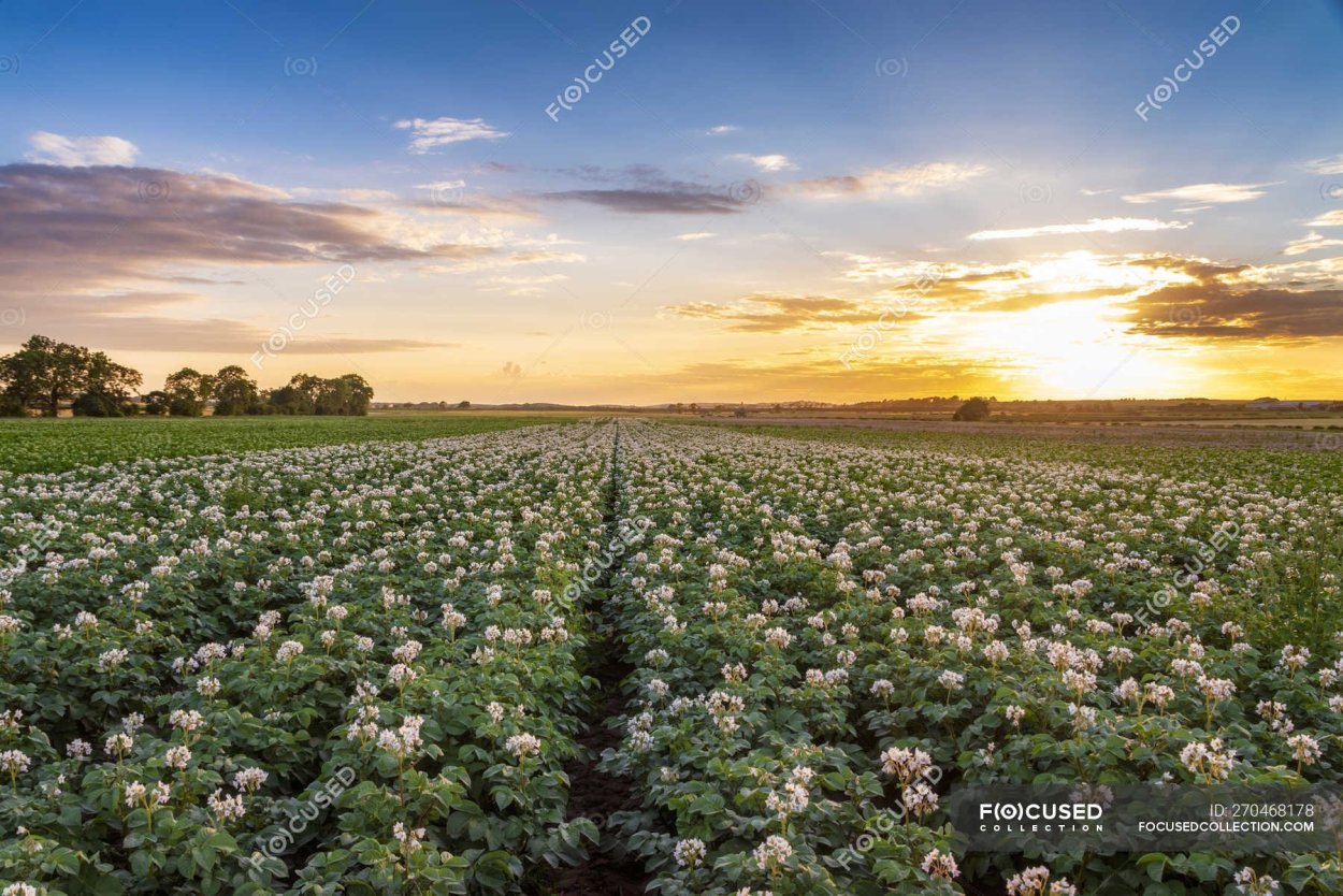 Картофельное поле цветет