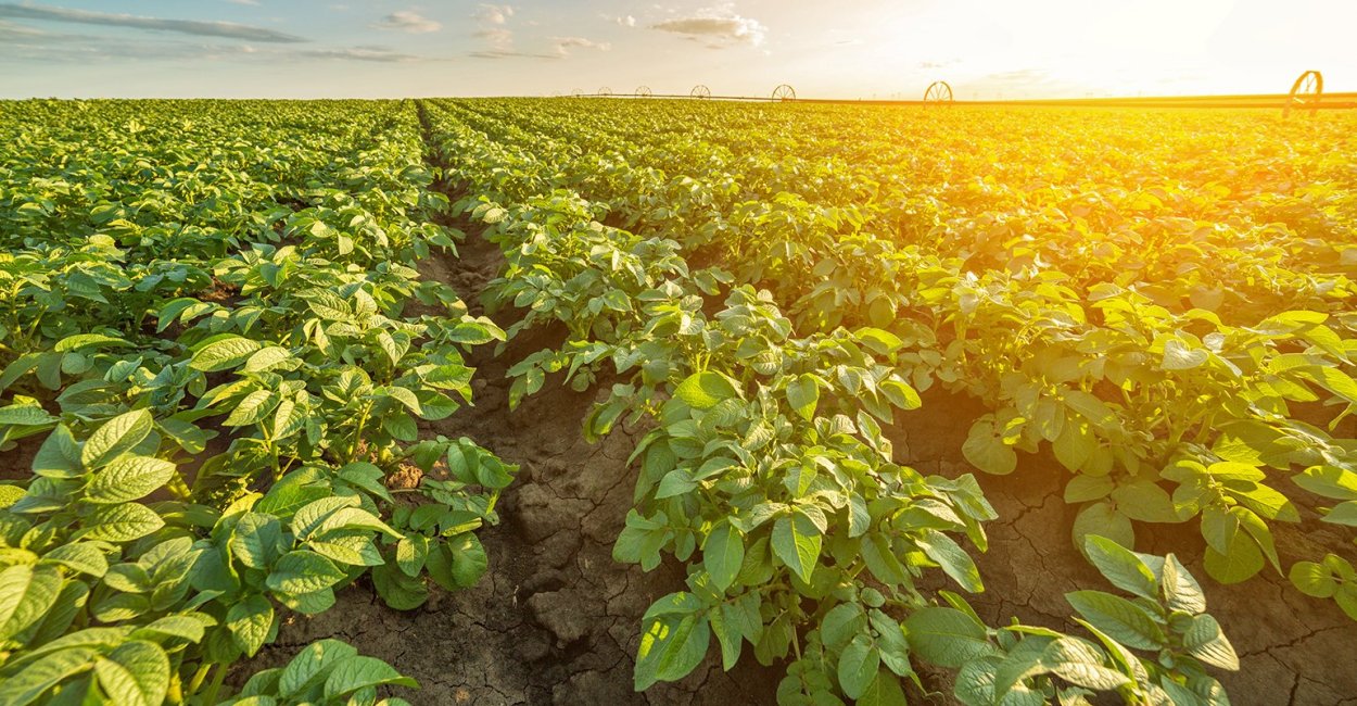 Картофель Колорадо