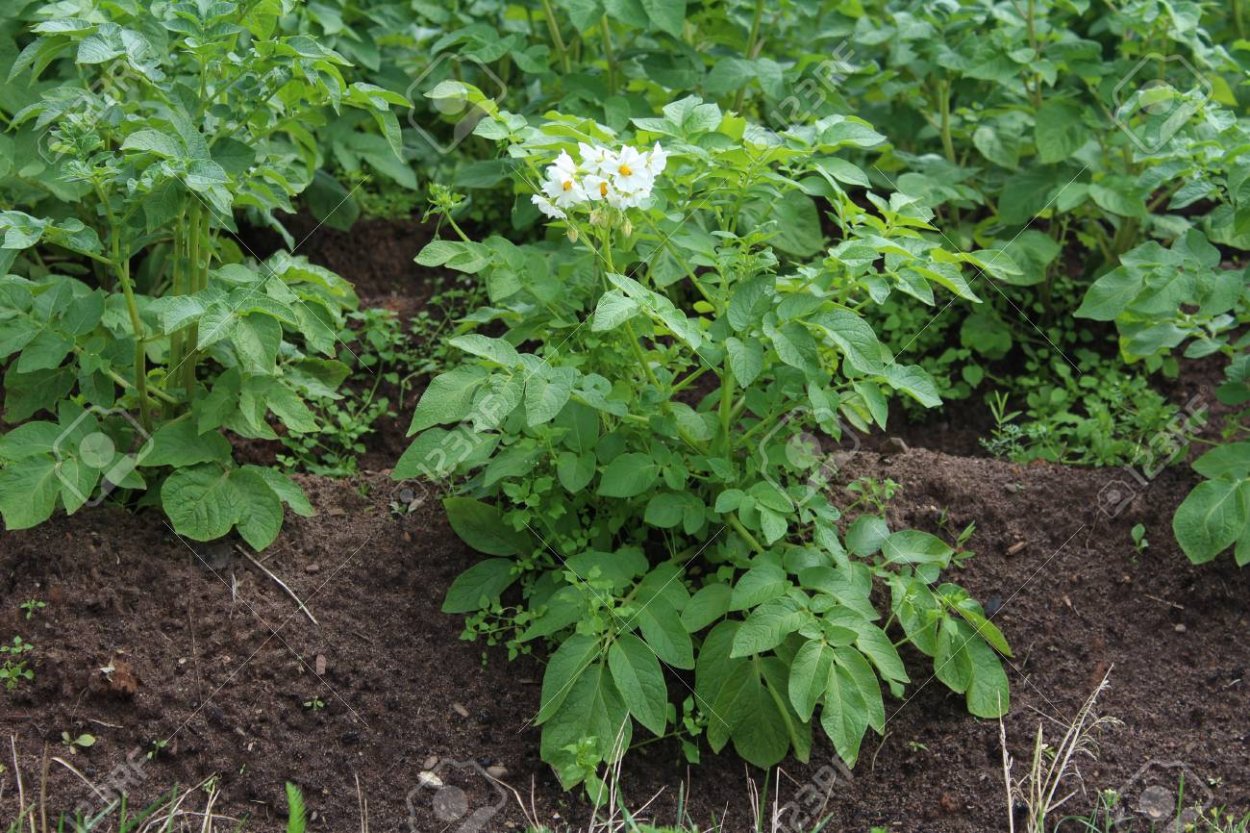 Поле подсолнухов для инстаграмма