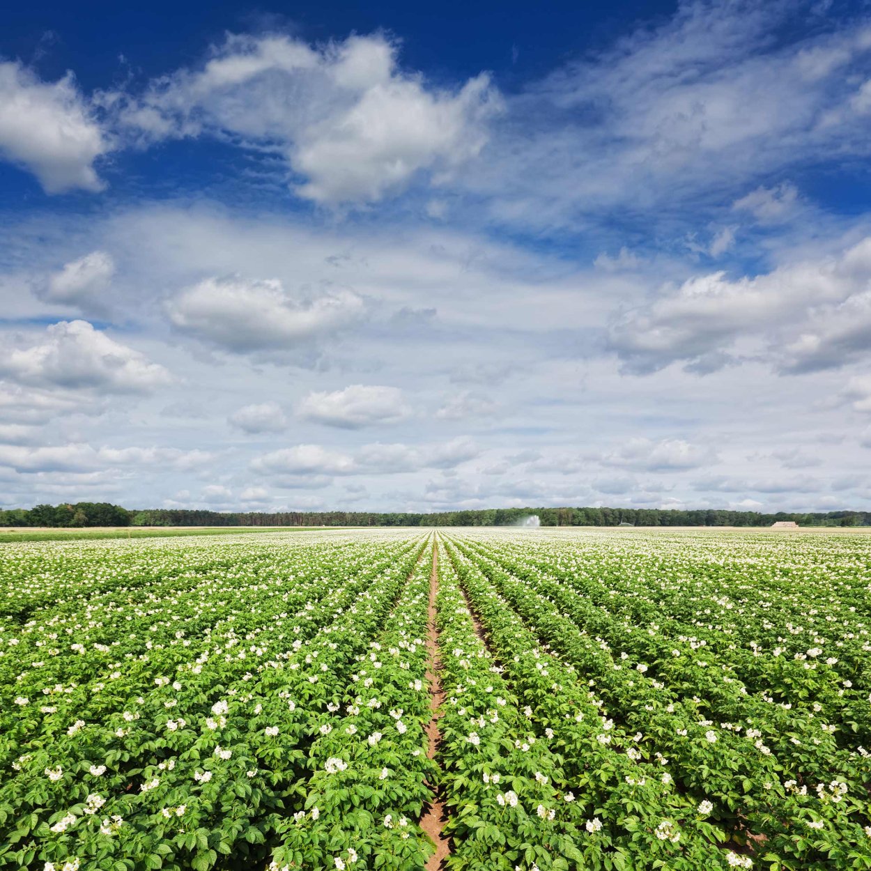 Картошка поля Владивосток