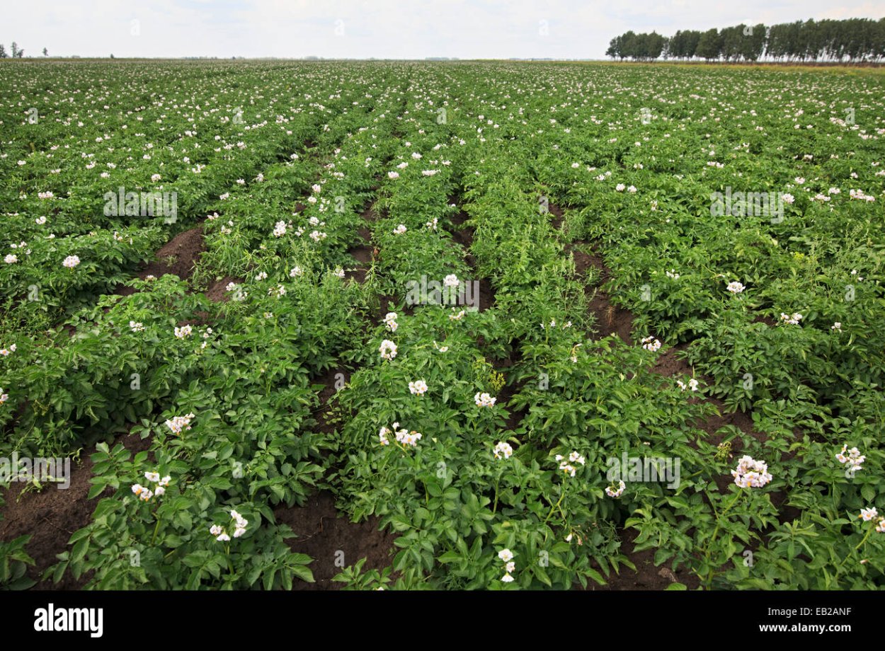 Огромный урожай картофеля