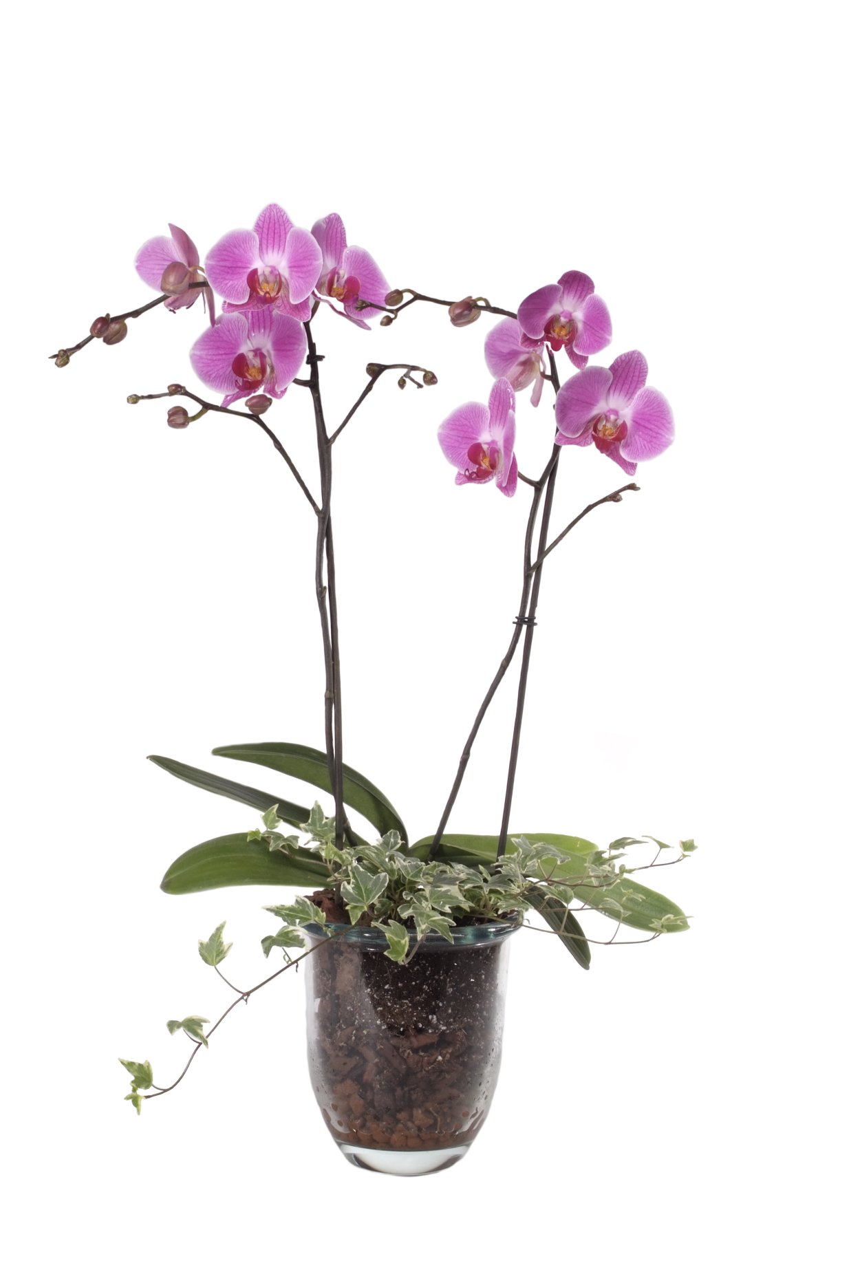 Орхидея ambiance Phalaenopsis
