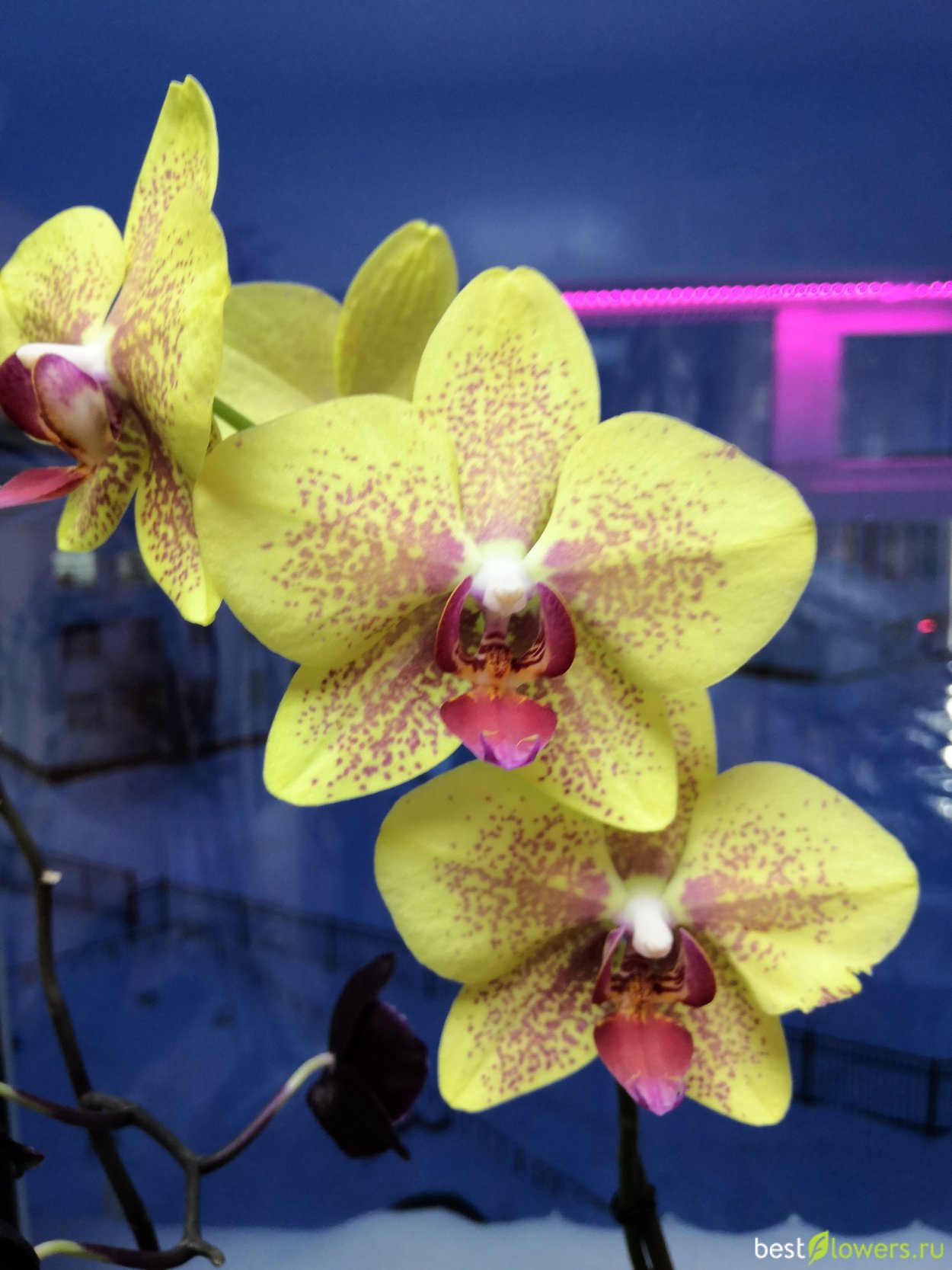 Орхидея ambiance Phalaenopsis