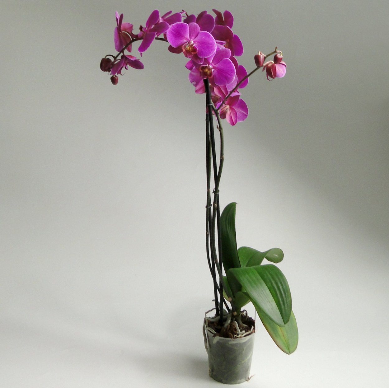 Орхидея ambiance Phalaenopsis