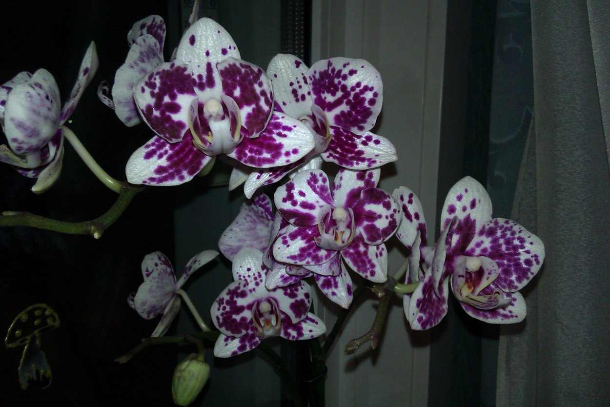 Фаленопсис белый с бордовыми пятнами