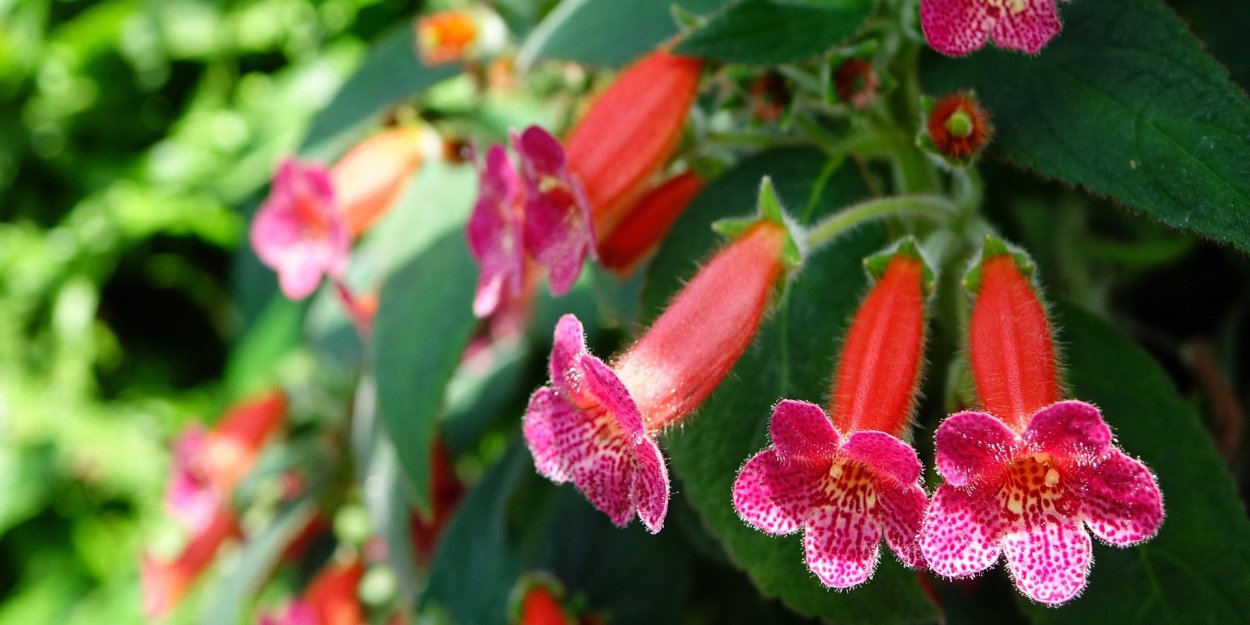 Колерия красная