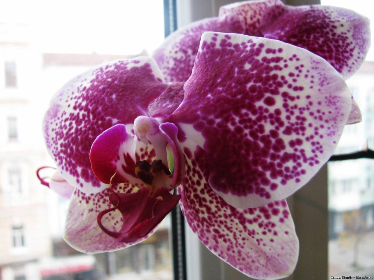 Орхидея Chian Xen Pearl