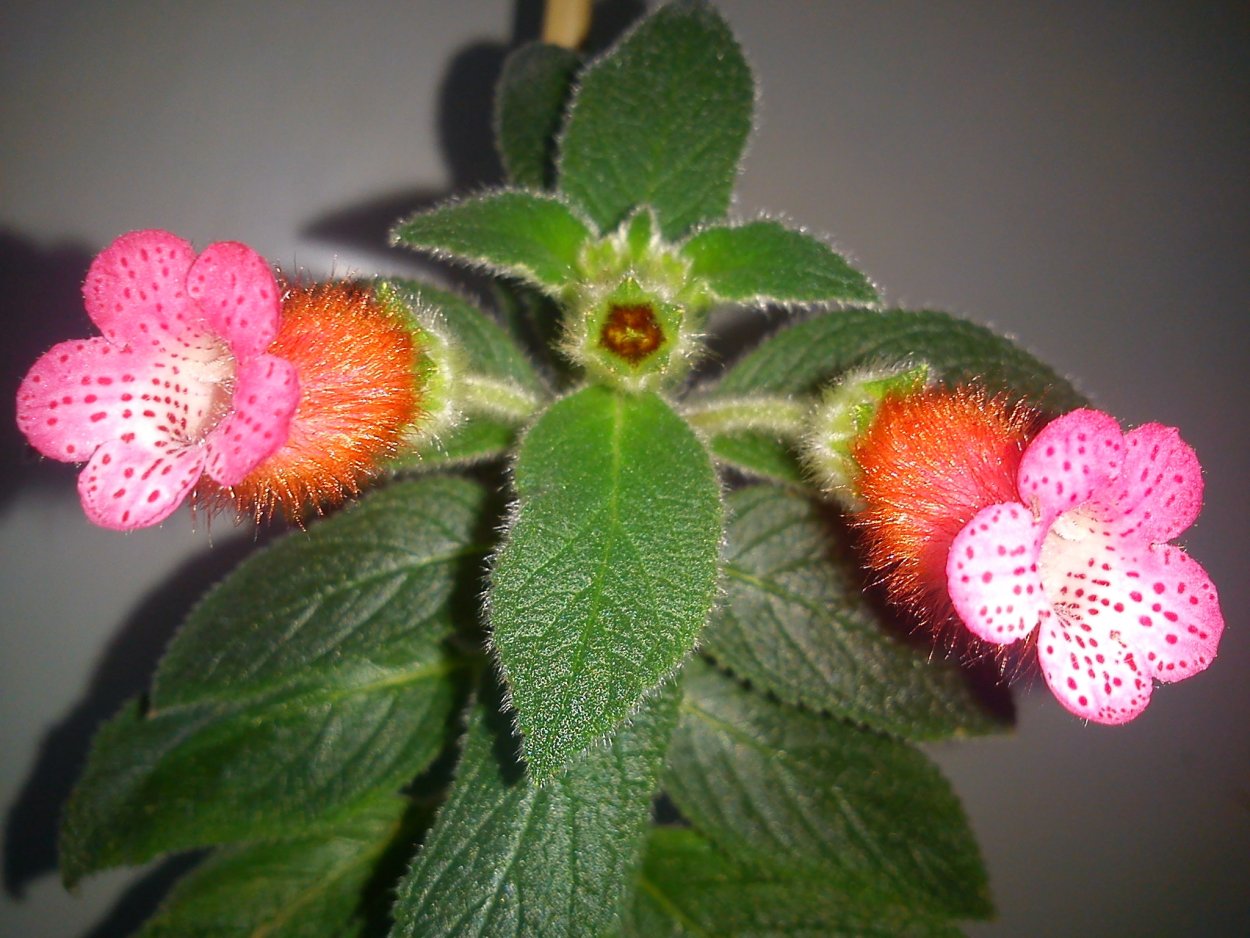 Колерия Peridot's Kitlope