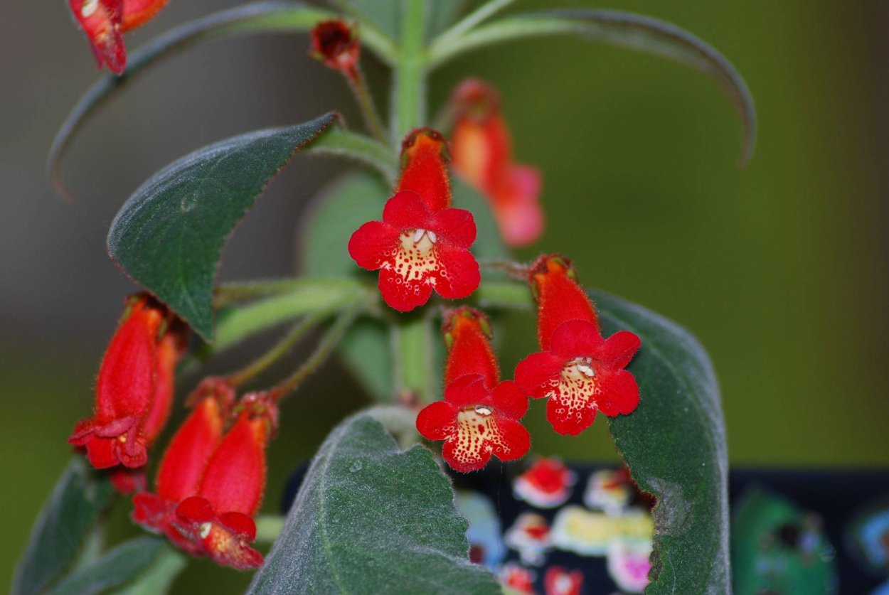 Колерия красная