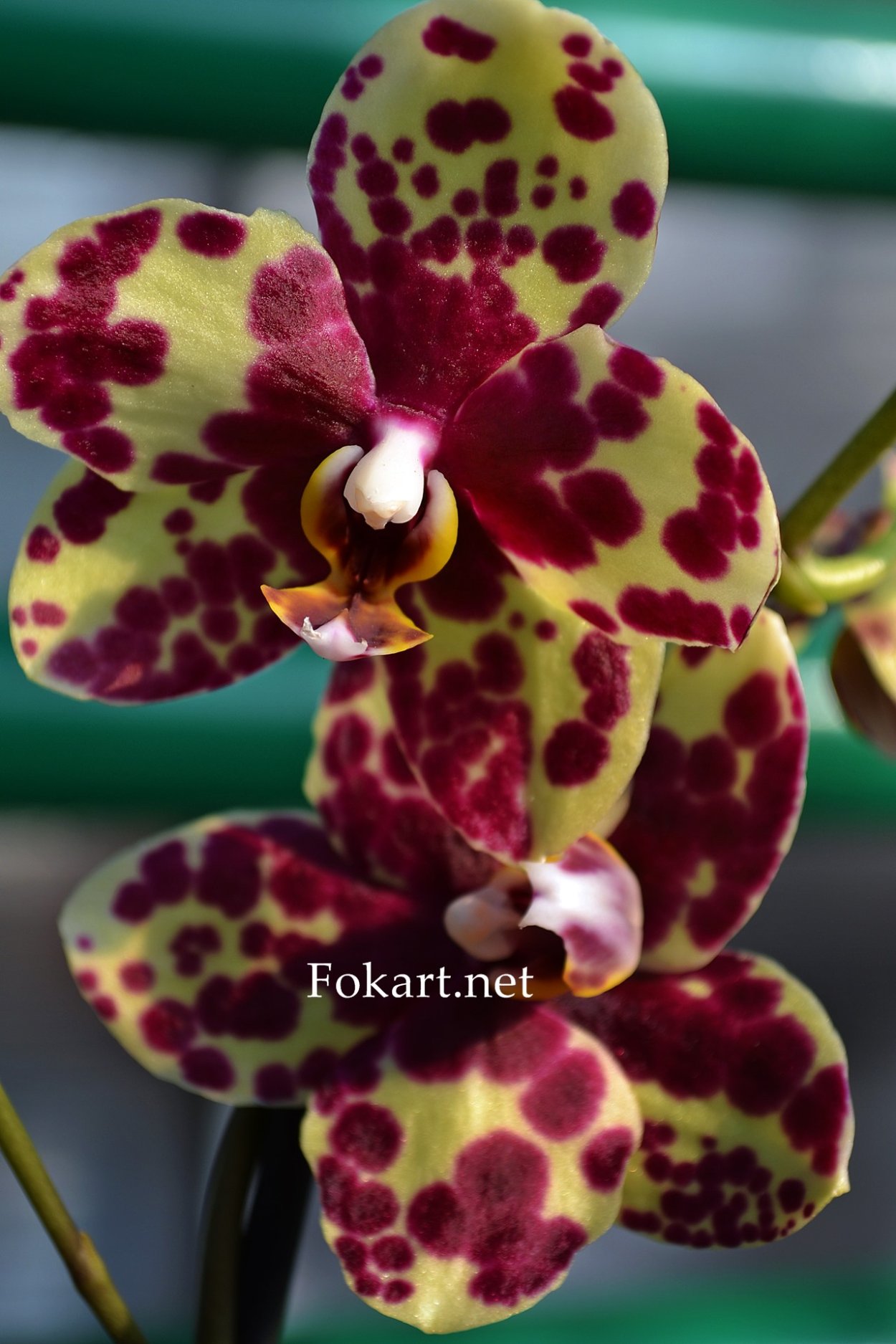 Орхидея белая с красным