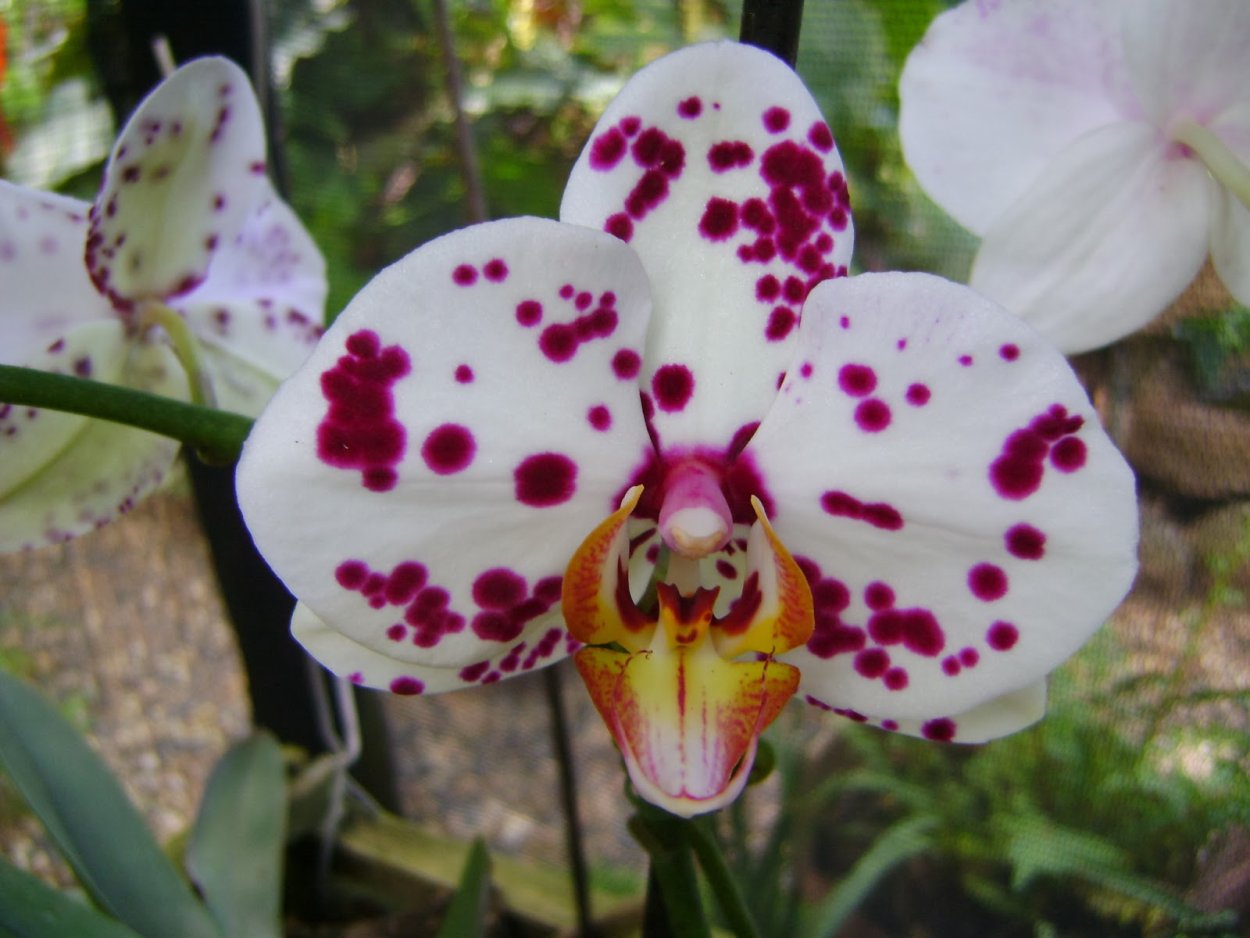 Фаленопсис Dark Cherry with White Rim Orchid Phalaenopsis