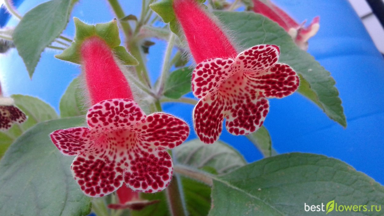 Колерия Жюстин