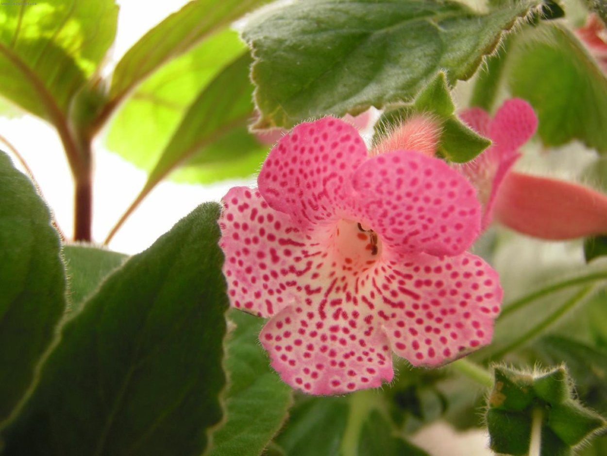 Калерия би би цветок