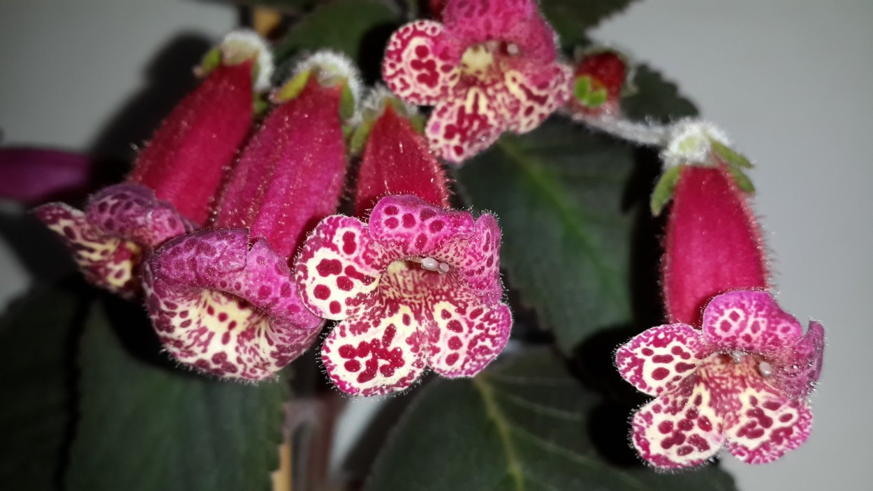 Колерия Queen Victoria