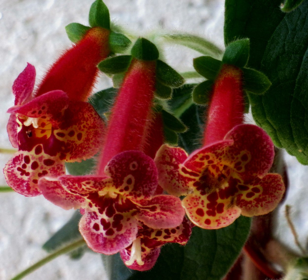 Колерия красная Цветущая