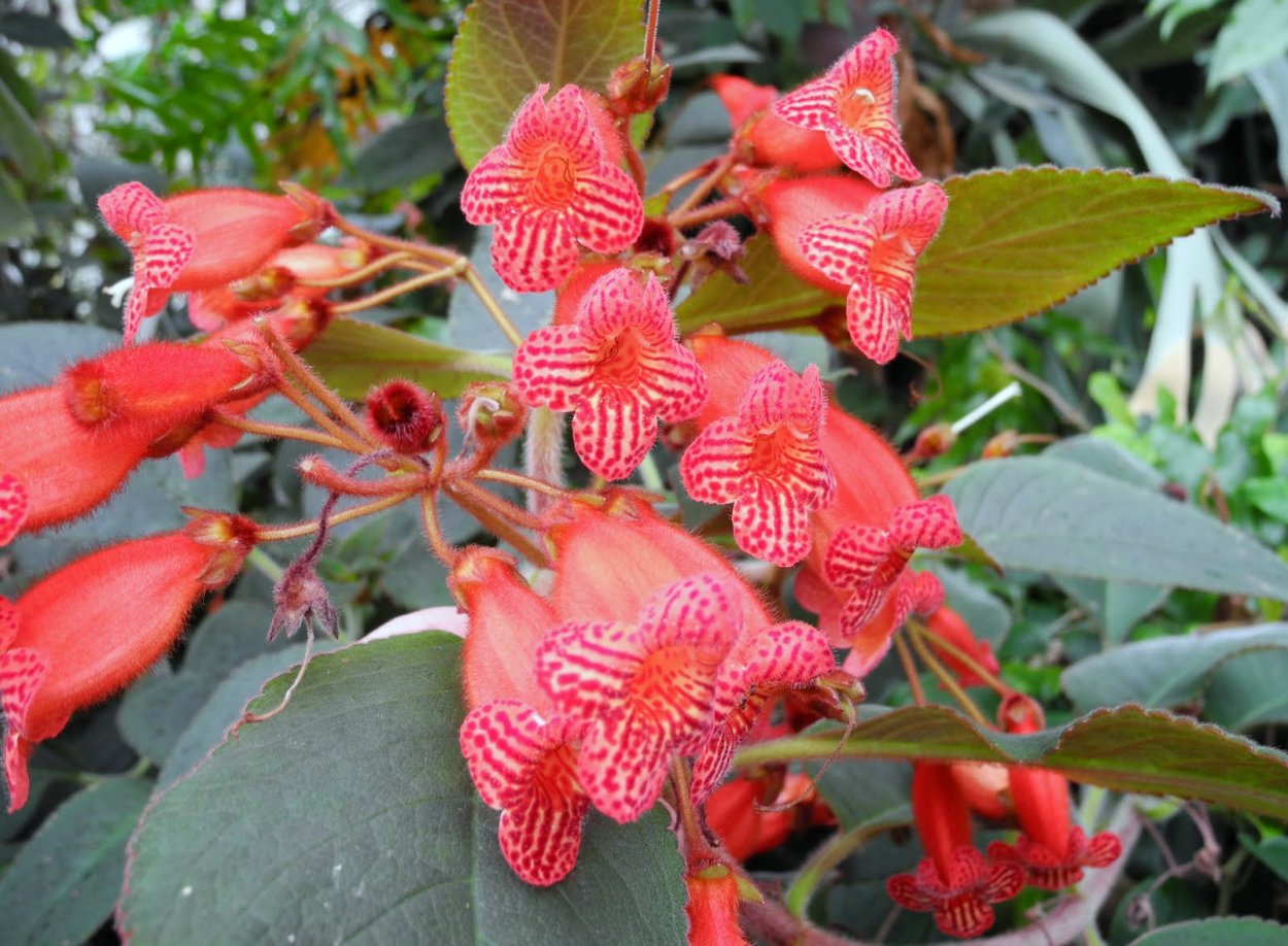 Колерия боготская цветок