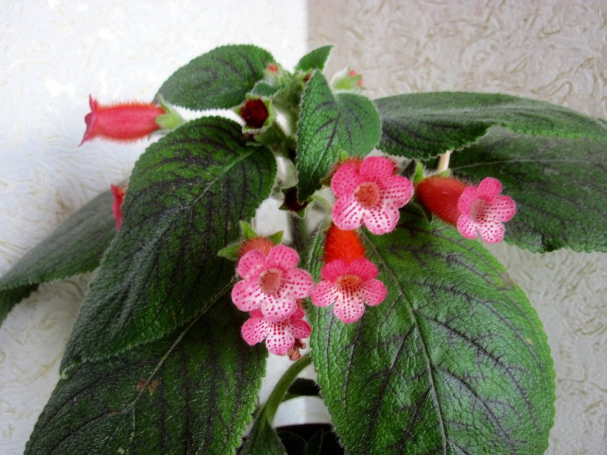 Колерия ризомы