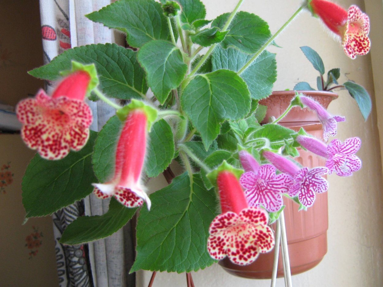 Колерия в горшке