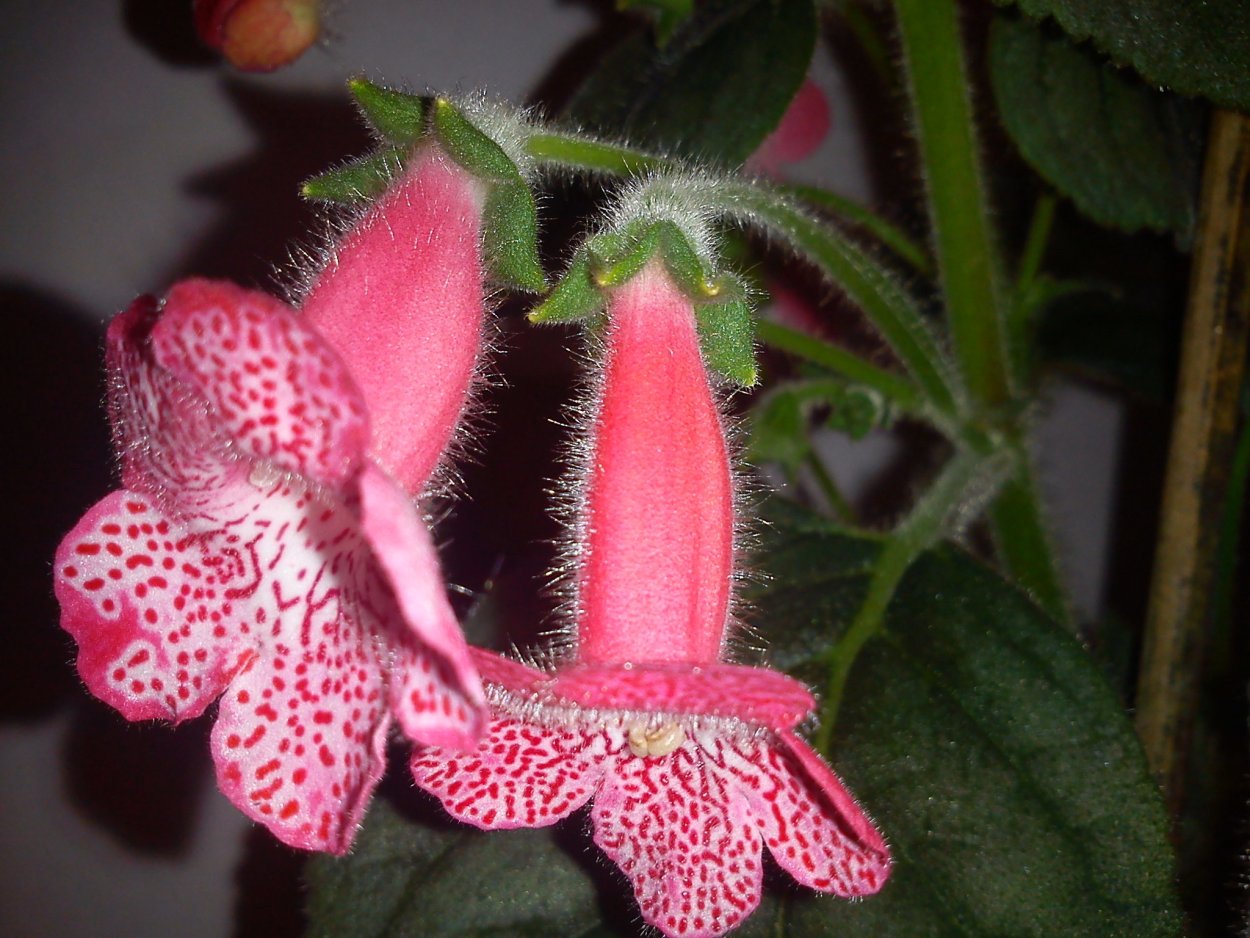 Колерия пушистоцветковая