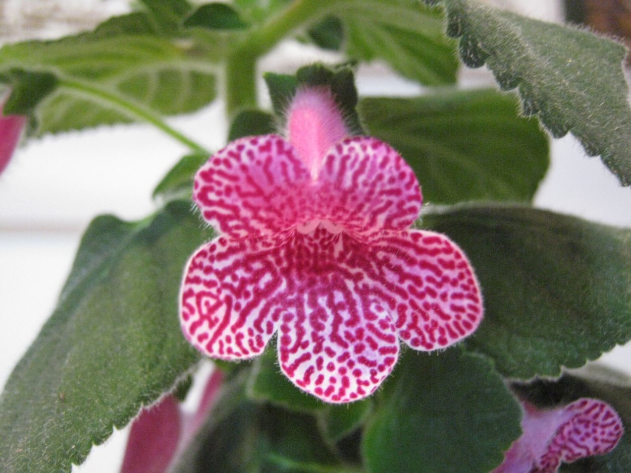 Колерия Кайса