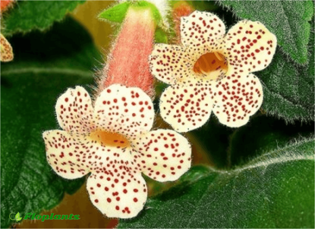 Колерия боготская